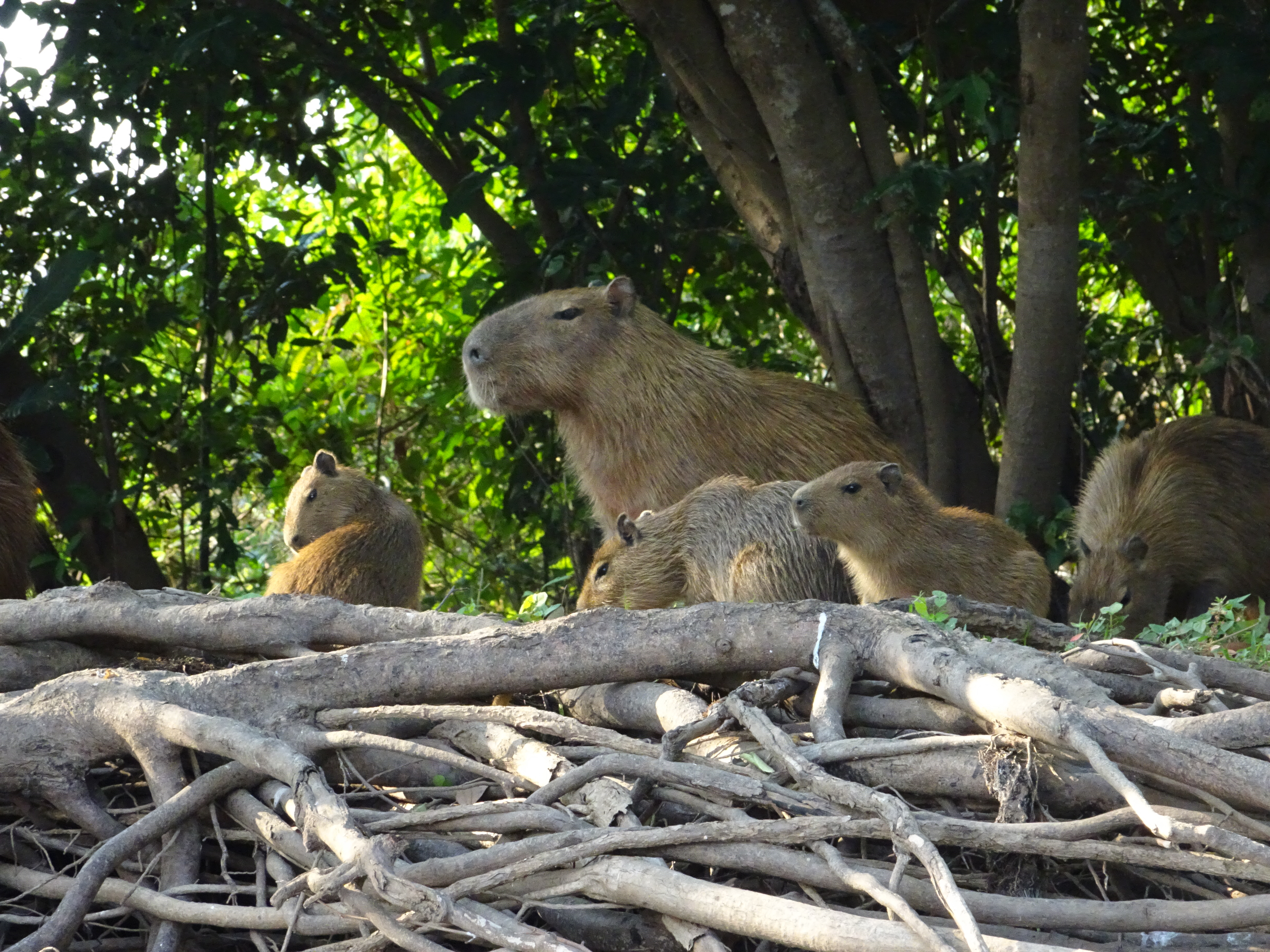 Capybara Familie (grösstes Nagetier der Welt)