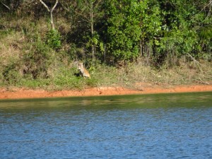 Der Puma mit seiner Beute