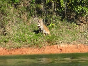 Der Puma in der Vergrösserung