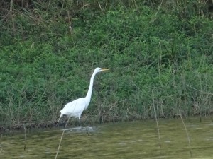 Fischreiher