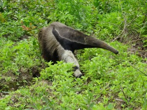 Ein Ameisenbär