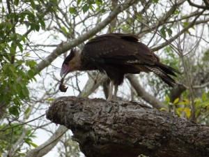 Ein Raubvogel bei der Lodge