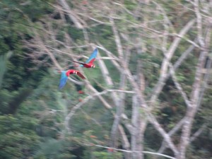 Papageien auf dem Weg zu ihrem Nest