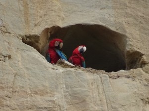 Papageien in ihrem Nest