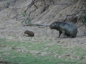 Mini Capivara mit Mutter