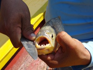 Piranha