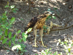 Seeadler