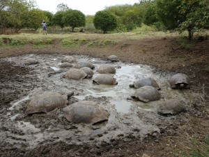 Schildkröten im Schlamm