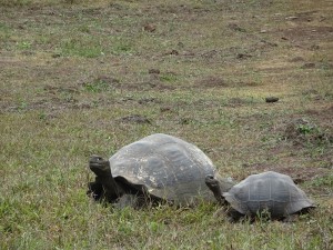 Landschildkröten