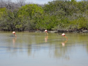 Flamingos