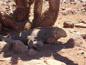 Landiguana