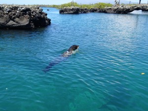 Schwimmender Seehund