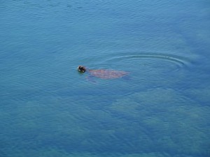 Wasserschildkröte