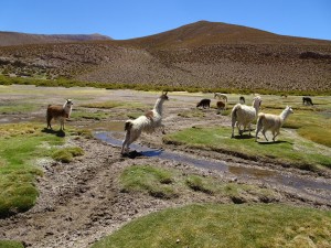 Hüpfendes Lama