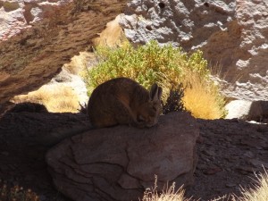 Spezieller Hase (Viscacha)