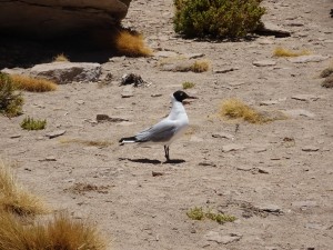 Neugieriger Vogel