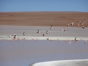 Fliegende Flamingos