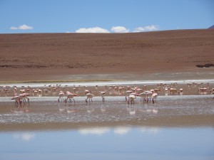 Flamingos