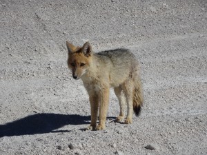 Neugieriger Andenfuchs