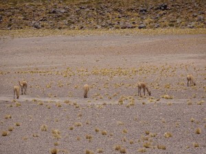 Vicuñas