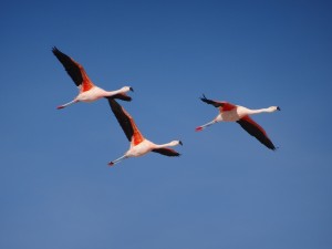 Fliegende Flamingos