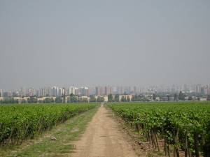 Der Rebberg von Cousiño Macul gleich neben der Grossstadt